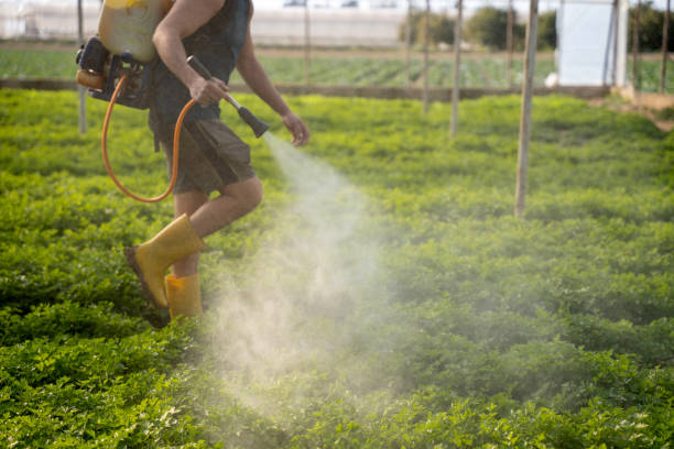 Best Wasp Removal Services  in San Clemente, CA