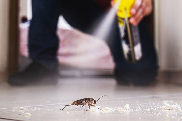 Reliable San Clemente, CA Pest Control Solutions